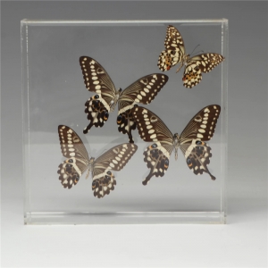 Insektenvitrine aus quadratischem Plexiglas
