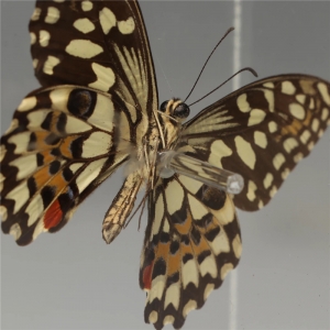 klare Schmetterlings-Acryl-Display-Box 