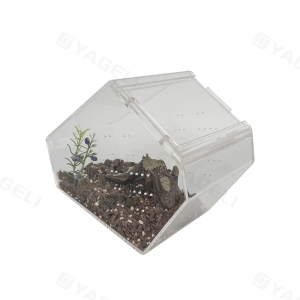 Acryl-Sargkrippe Springspinne Terrarium 